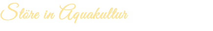 Störe in Aquakultur